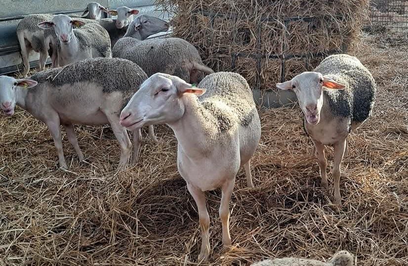 Oi lacaune cu pedigree!