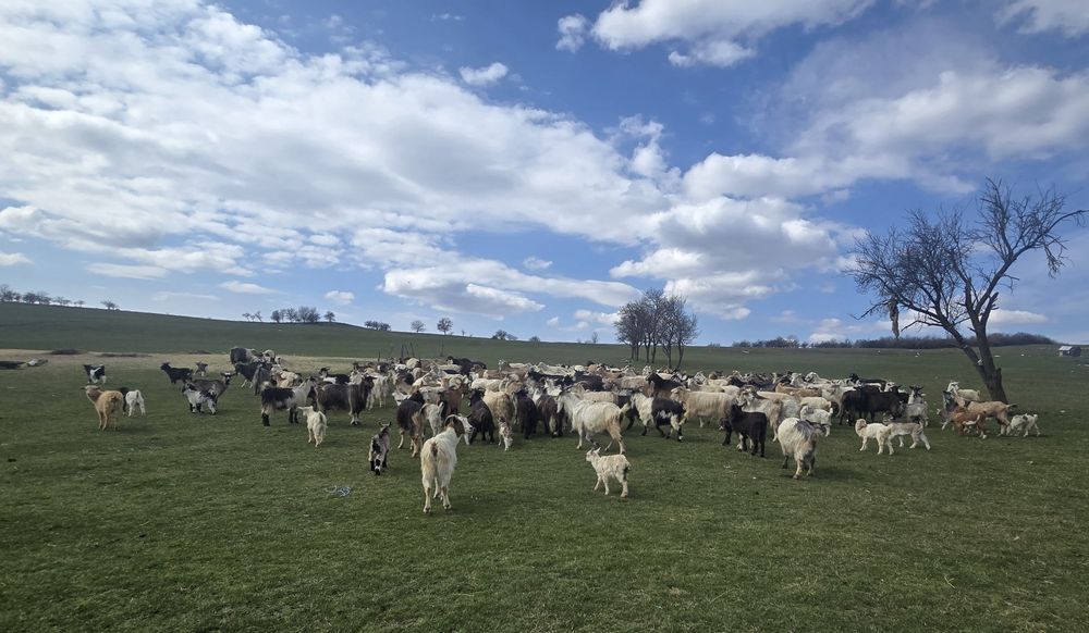 150 de capre cu iezi de vânzare