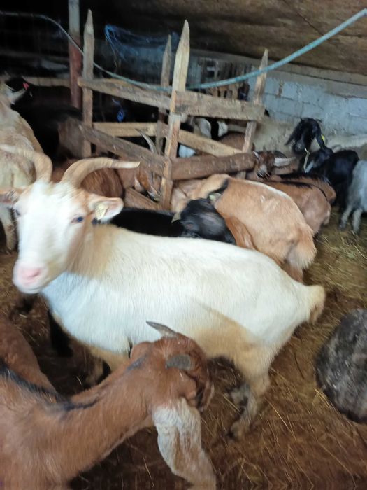 Capra stearpă pt pastrama