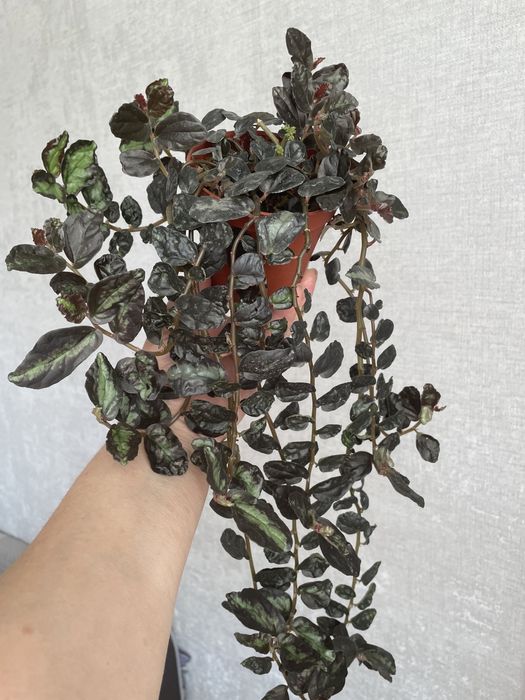 Пеллиония традесканция