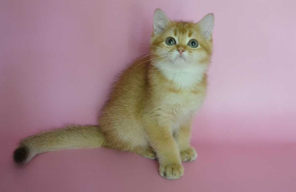 британский котик эксклюзив окрас