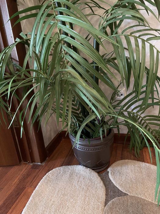 Пальма в вазе