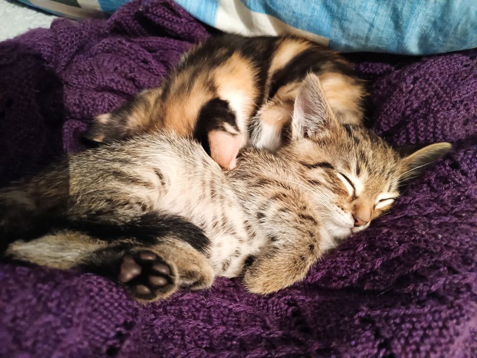 Отдам котят в хорошие руки бесплатно