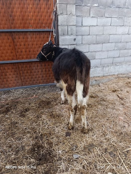 Таналар сатылады