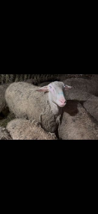 Berbec Friza Germana