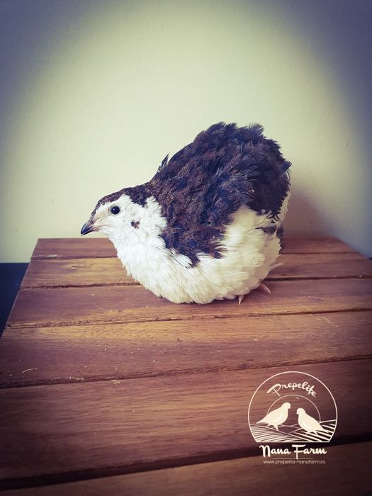 Oua de prepelita pentru incubat !