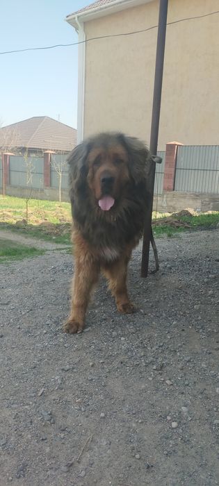 Продам кобеля тебетский мастиф мощный