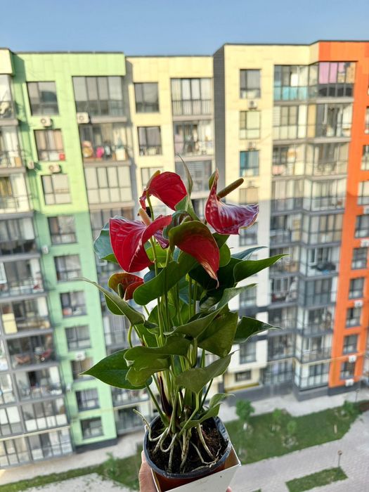 Бөлме гүлдері арзан бағада сатылады