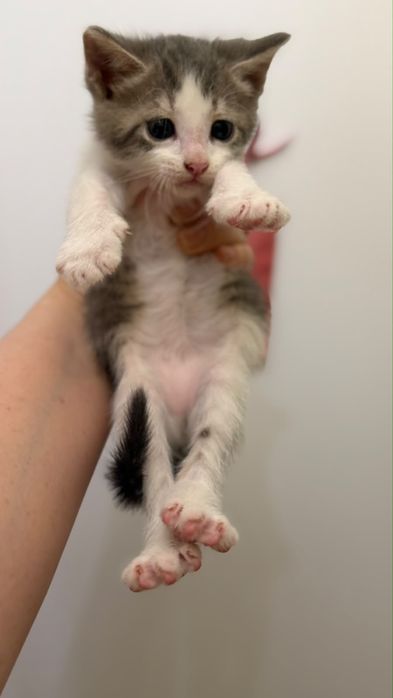 в добрые руки котята