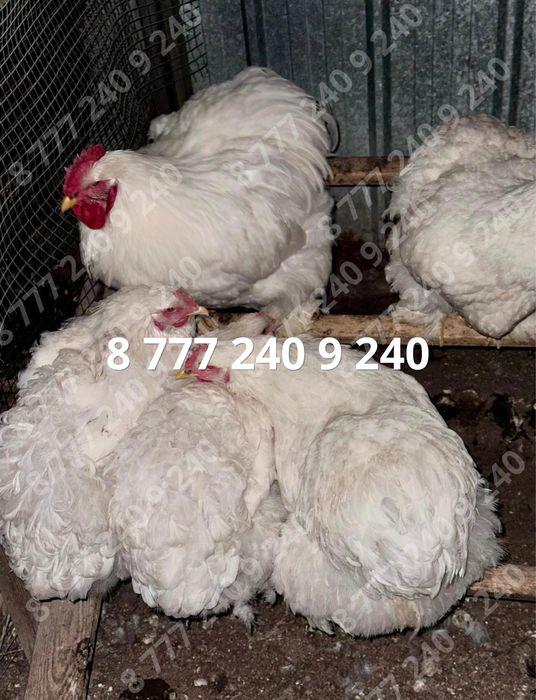 Кохинхин белый стандарт