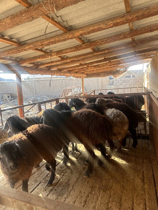 Қошқарлар сатылвды