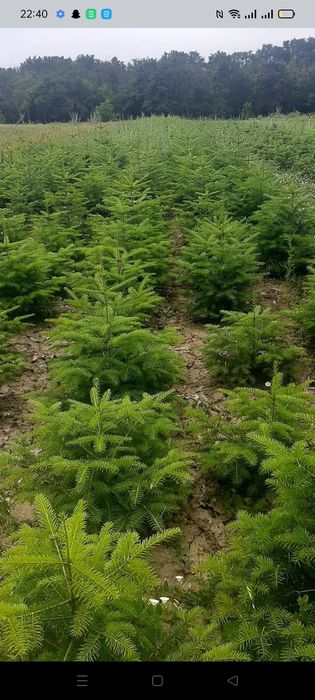 Puieți paltin arin Ulm preț negociabil