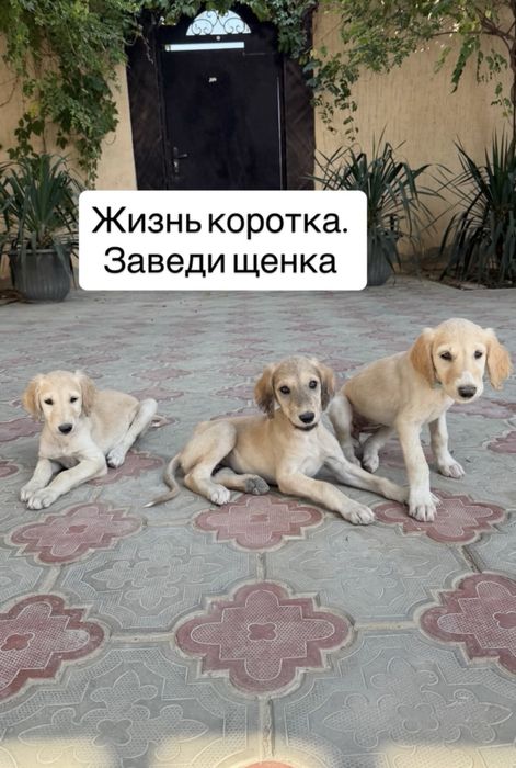 Щенки Тазы с отличной родословной