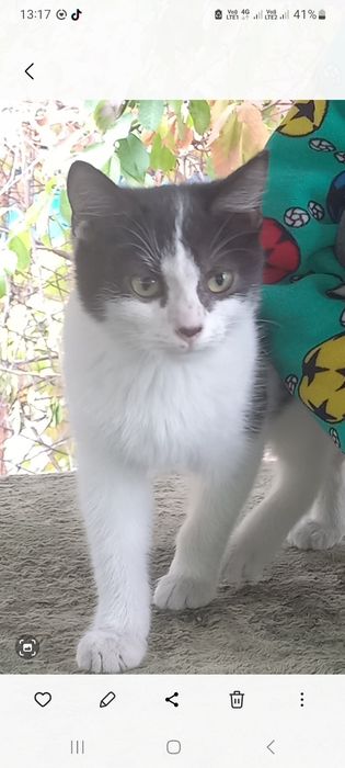 Котик в добрые руки