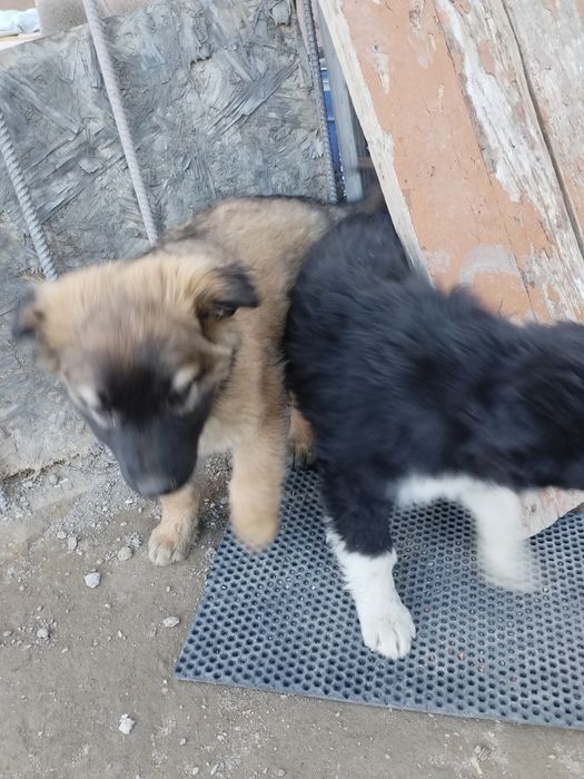 Щенята отдам бесплатно