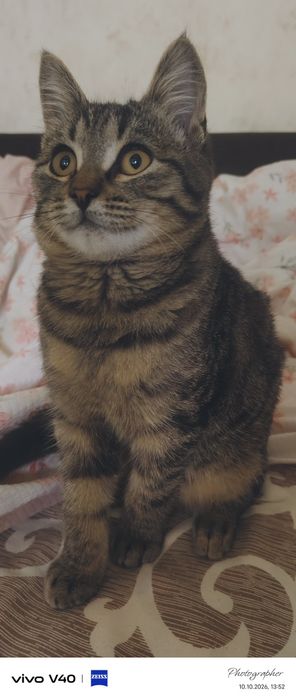 Полубенгал мальчик котенок