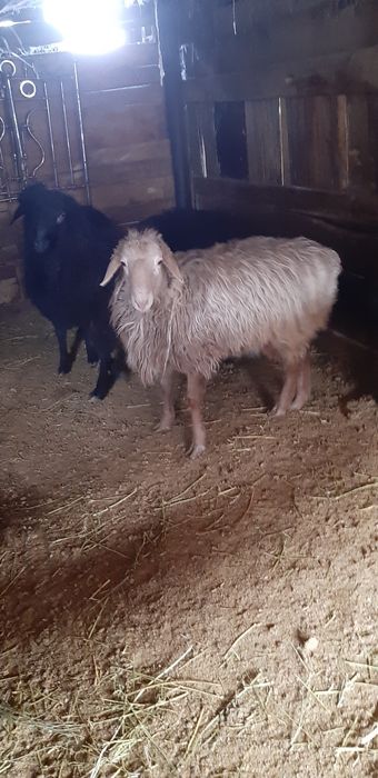 Продам кочкары готовые