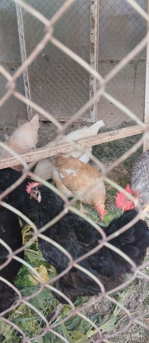 Jaydari tovuq va xorozlar