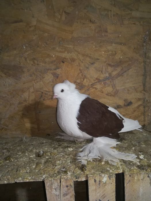 продам голубей разных мастей