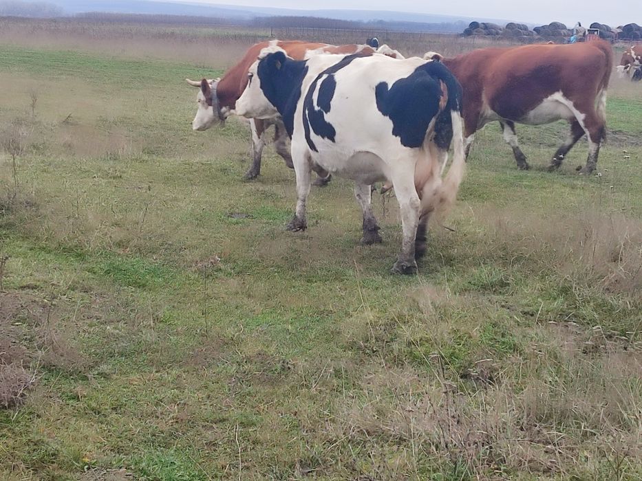 Vaci și junci de vânzare