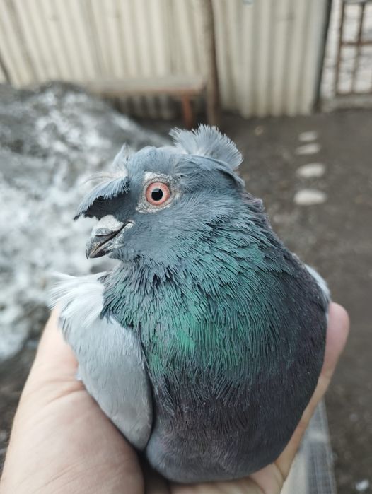 Продам самца сизы