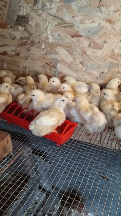 Продавам пиленца Жълто Пиле ДЮК