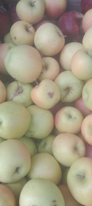 Яблоки тургеньские