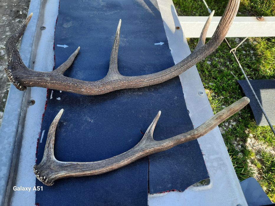 Рога от елен 2 броя