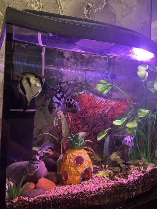 Продам аквариум..