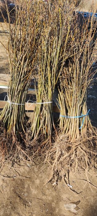 Puieți de tei argintiu