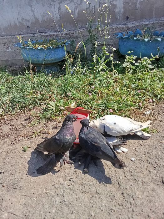 Голуби двухчюбые