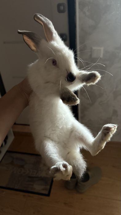 Продается Кролик крольчиха