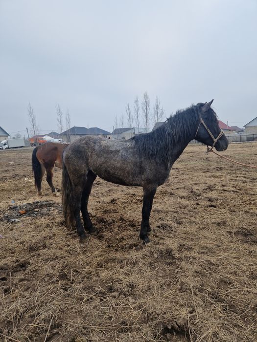 Айгыр жеребец донен лошадь