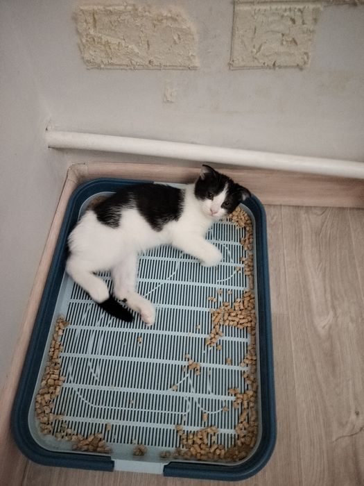 Котенок бесплатно