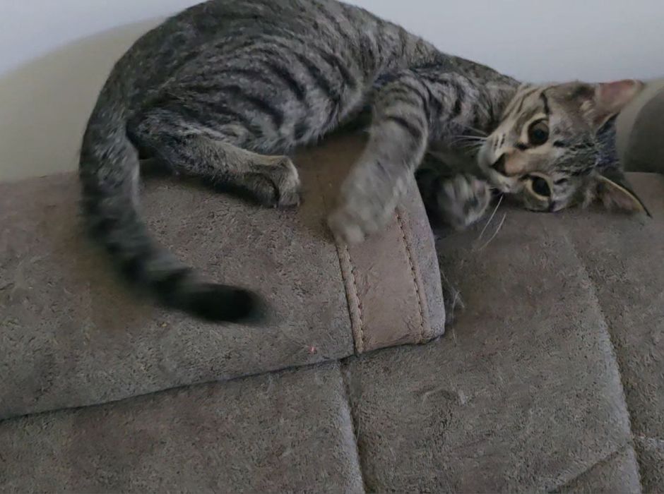 Кот, 7 месяцев, кастрированный