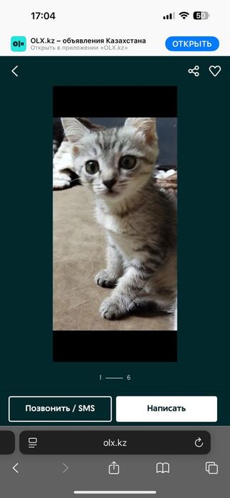 Манюня ищет семью.