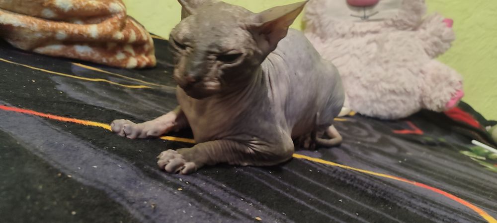Отдам кошку в хорошие руки