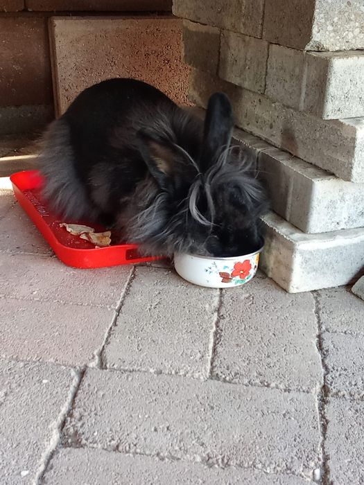 Animale de companie  iepuriță cu cap de leu iepuriță cu cap de leu