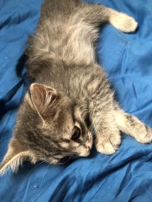 Котёнок в хорошие руки