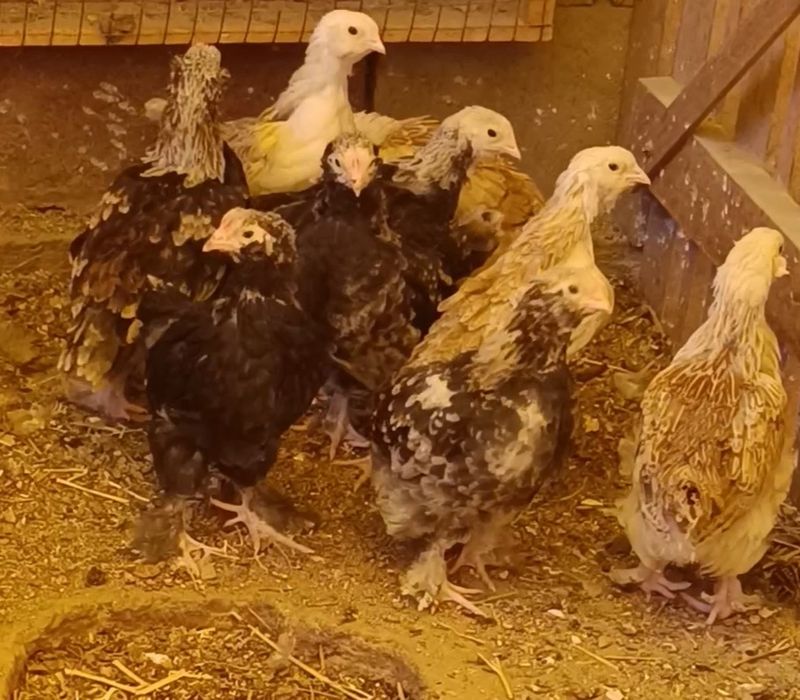 Продам петушков Фавероль Лососевый