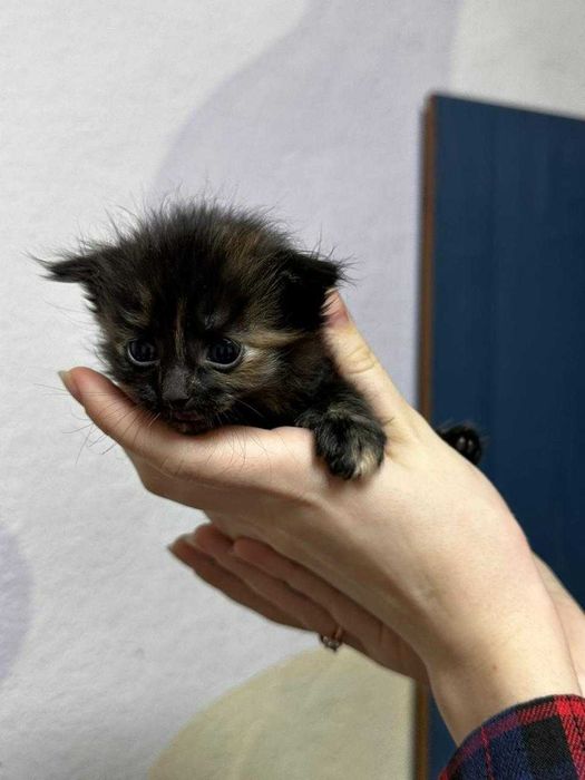 Срочно отдам котят