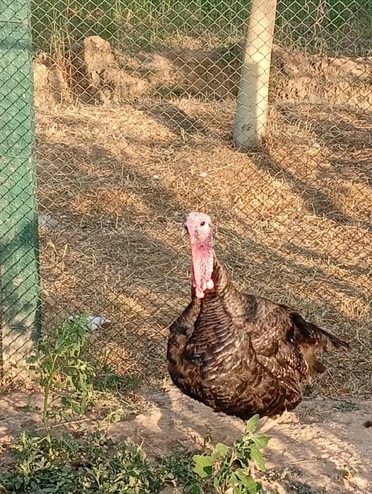 Продаются индюки