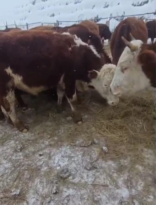 Продам коров и быков породы Акбас