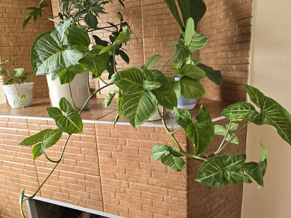 Сингониум пестролистный...