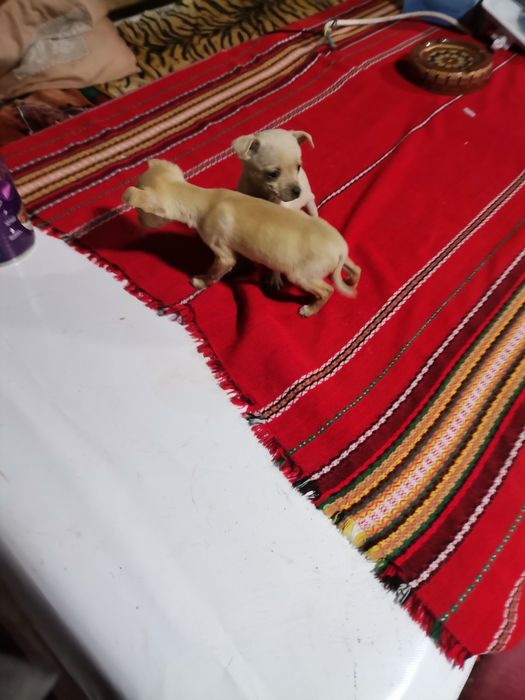 Пинчерчета за продажба