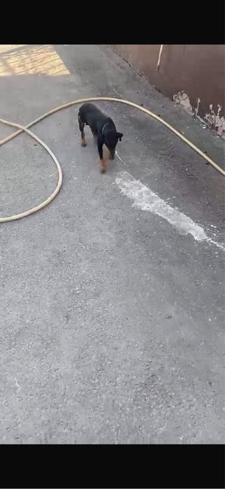Продается ягдтерьер