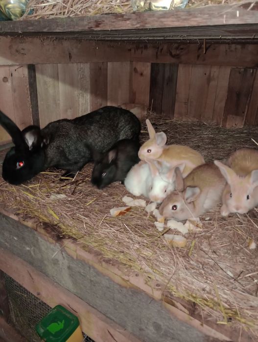 6 pui iepure cauta alta casa.