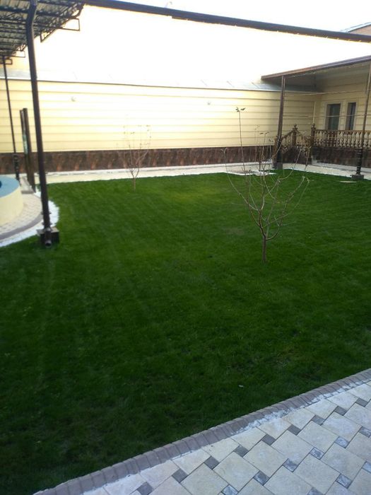 GAZON EKAMIZ, Urug' sepamiz