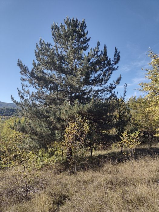 Продава се Парцел в с. Ковачевци, Област Перник - 1000 кв.м за 20 €/кв.м - Снимка #2