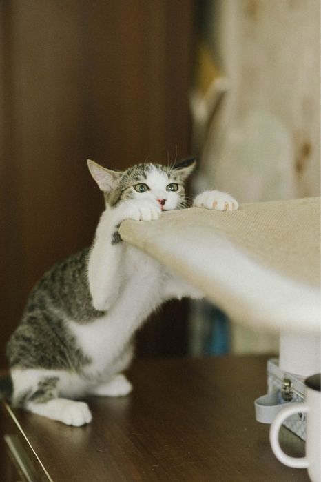Котенок мальчик в поиске дома